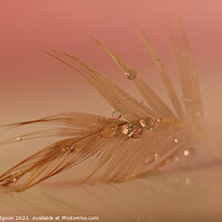 Buy canvas prints of Water droplets on feather closeup  by Rika Hodgson