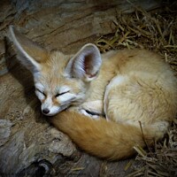 Buy canvas prints of A fennec fox lying in the grass by PAMELA ROGERS