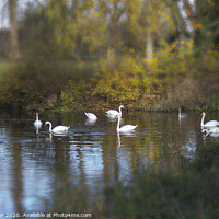Buy canvas prints of Swans by Peter Louer