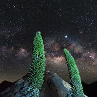 Buy canvas prints of Tajinaste Plants reaching for the Milky Way by Peter Louer