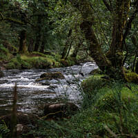 Buy canvas prints of Stream through the woods by Freddie Street