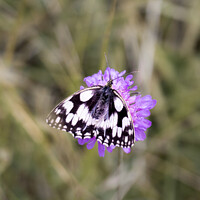 Buy canvas prints of Dalmatian butterfly by Freddie Street