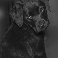 Buy canvas prints of Puppy eyes  by Malc Lawes