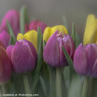 Buy canvas prints of Tulips  by Malc Lawes