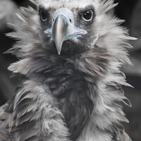 Buy canvas prints of A Baby Vulture  by Malc Lawes