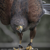 Buy canvas prints of A hungry Harris hawk  by Malc Lawes
