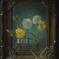 Buy canvas prints of Still lifecycle of dandelions by Helen Jones