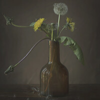 Buy canvas prints of Dandelions in a bottle by Helen Jones