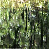 Buy canvas prints of Reflections of foliage upon a wild pond by Helen Jones
