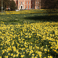 Buy canvas prints of Trent Park Daffodil weekend by Robert MacDowall