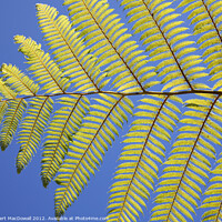 Buy canvas prints of New Zealand fern by Robert MacDowall
