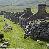 Buy canvas prints of The remains of the Village on Hirta, St Kilda - 3 by Robert MacDowall