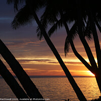Buy canvas prints of Sunset through palm trees in Rarotonga by Robert MacDowall
