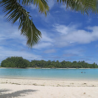 Buy canvas prints of Koromiri Island, Rarotonga from Muri Beach with palm tree by Robert MacDowall