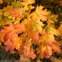 Buy canvas prints of Autumn leaves - 2 by Robert MacDowall