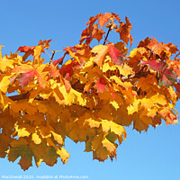 Buy canvas prints of Autumn leaves - 3 by Robert MacDowall