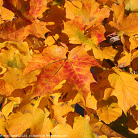 Buy canvas prints of Autumn leaves - 4 by Robert MacDowall