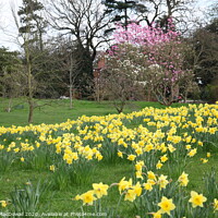 Buy canvas prints of Spring in Kew Gardens by Robert MacDowall