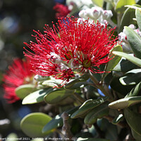 Buy canvas prints of Pohutukawa, the New Zealand Christmas flower by Robert MacDowall