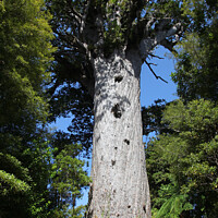 Buy canvas prints of Tane Mahuta, Waipoua Forest, Northland, New Zealand by Robert MacDowall
