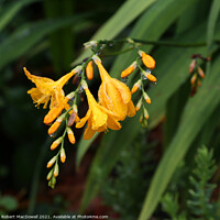 Buy canvas prints of Droplets of rain on a flower by Robert MacDowall