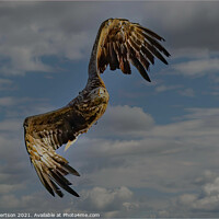 Buy canvas prints of Atlantis the white tailed sea eagle by Kev Robertson