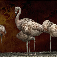 Buy canvas prints of Pink Flamingos by Kev Robertson