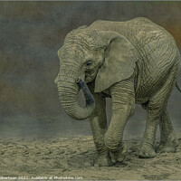 Buy canvas prints of Elephant by Kev Robertson