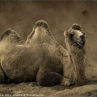 Buy canvas prints of Camel sitting on sand by Kev Robertson