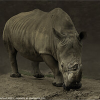 Buy canvas prints of A rhinoceros standing in a dirt field by Kev Robertson