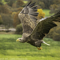 Buy canvas prints of White Tailed Sea Eagle by Kev Robertson