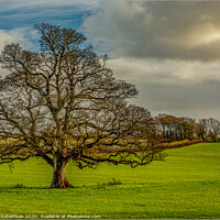 Buy canvas prints of The Tythegston tree by Kev Robertson