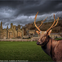 Buy canvas prints of Margam Park Stag by Kev Robertson