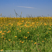 Buy canvas prints of Field of Buttercups by Kev Robertson