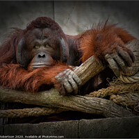 Buy canvas prints of One bored Orangutan by Kev Robertson