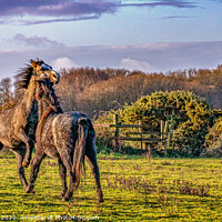 Buy canvas prints of Welsh Ponies in a field by Kev Robertson