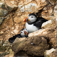 Buy canvas prints of Puffin Love by Janet Carmichael
