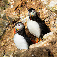 Buy canvas prints of The Puffins Rocky Home by Janet Carmichael