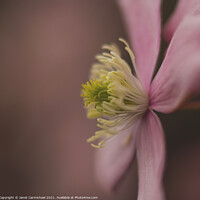 Buy canvas prints of Delicate Mountain Clematis by Janet Carmichael