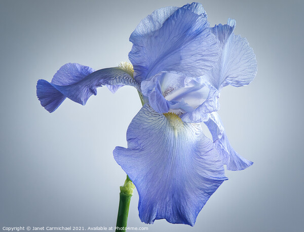 Flamboyant Iris Beauty Picture Board by Janet Carmichael