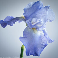 Buy canvas prints of Flamboyant Iris Beauty by Janet Carmichael