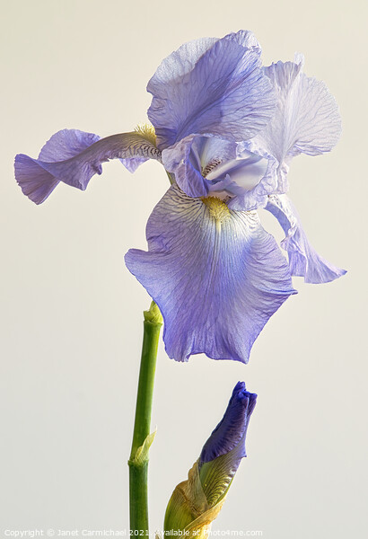 Majestic Iris Blooms Picture Board by Janet Carmichael