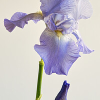 Buy canvas prints of Majestic Iris Blooms by Janet Carmichael
