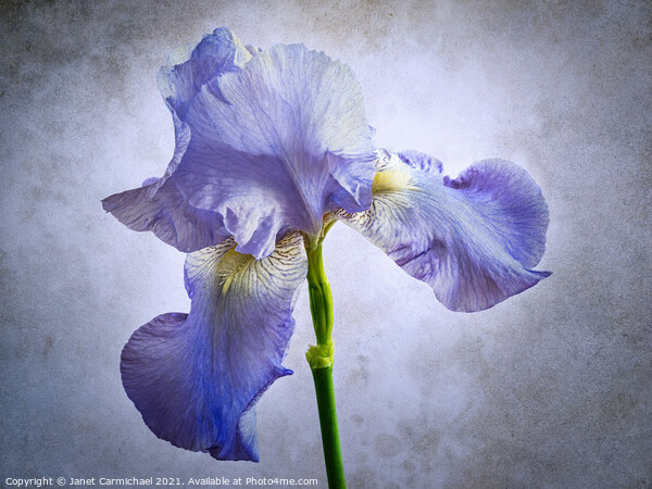 Iris - Artistic Picture Board by Janet Carmichael