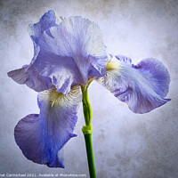 Buy canvas prints of Iris - Artistic by Janet Carmichael