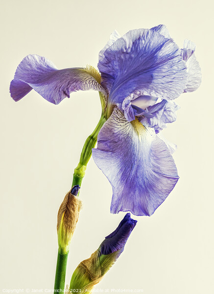 Beautiful Bearded Iris Picture Board by Janet Carmichael