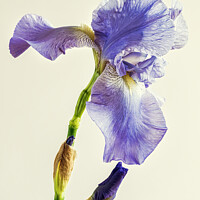 Buy canvas prints of Beautiful Bearded Iris by Janet Carmichael