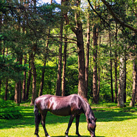 Buy canvas prints of New Forest Pony #2 by Janet Carmichael