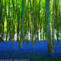 Buy canvas prints of Ancient Bluebell Woods by Janet Carmichael