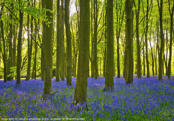 Ancient Bluebell Woods Picture Board by Janet Carmichael